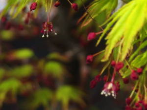 モミジの花