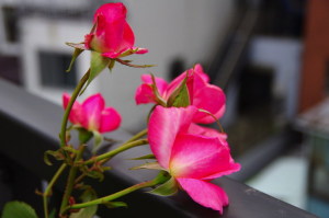 芳純